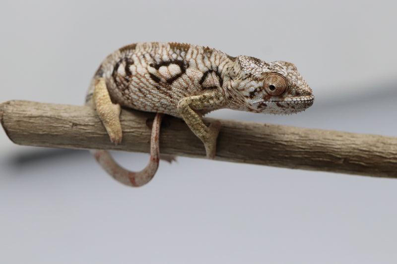 Female Ambilobe Panther Chameleon for Sale - Snoop X Optimus - Roberson Reptiles