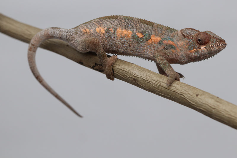 Female Ambilobe Panther Chameleon for Sale - Snoop X Optimus - Roberson Reptiles