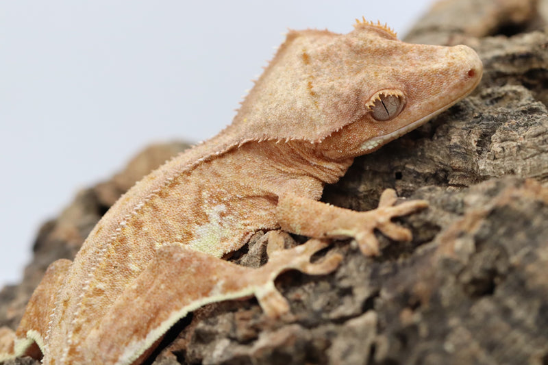 Crested Gecko - Phantom Lilly White Male