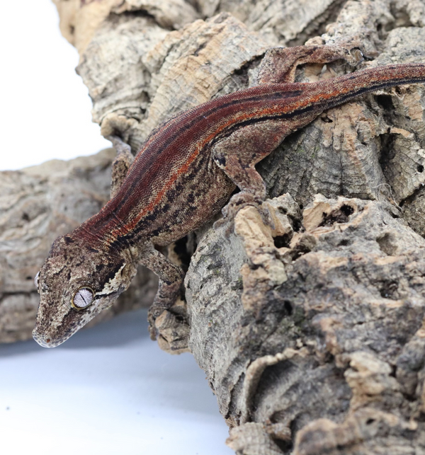 Gargoyle Gecko - GF22-10 - Roberson Reptiles