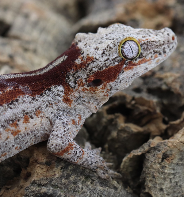 Gargoyle Gecko - GF22-6 - Roberson Reptiles