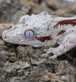 Gargoyle Gecko - GF22-7 - Roberson Reptiles