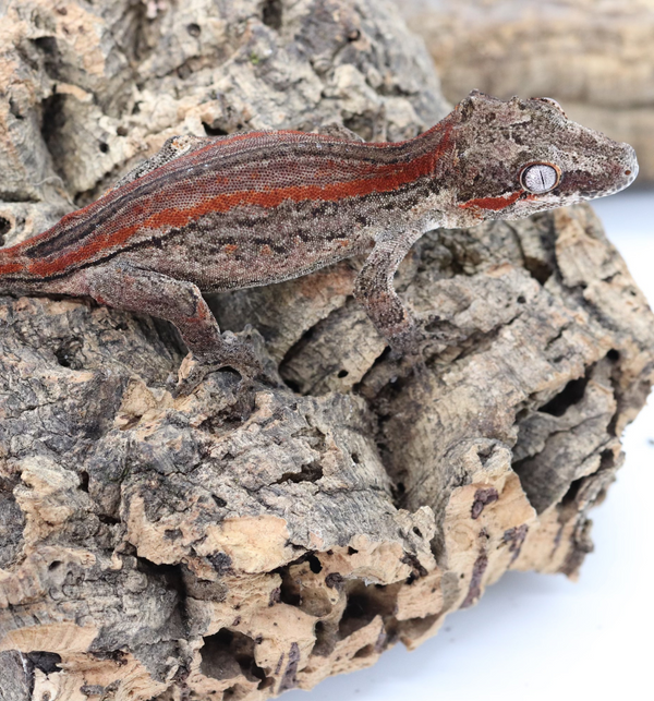 Gargoyle Gecko - GF22-8 - Roberson Reptiles