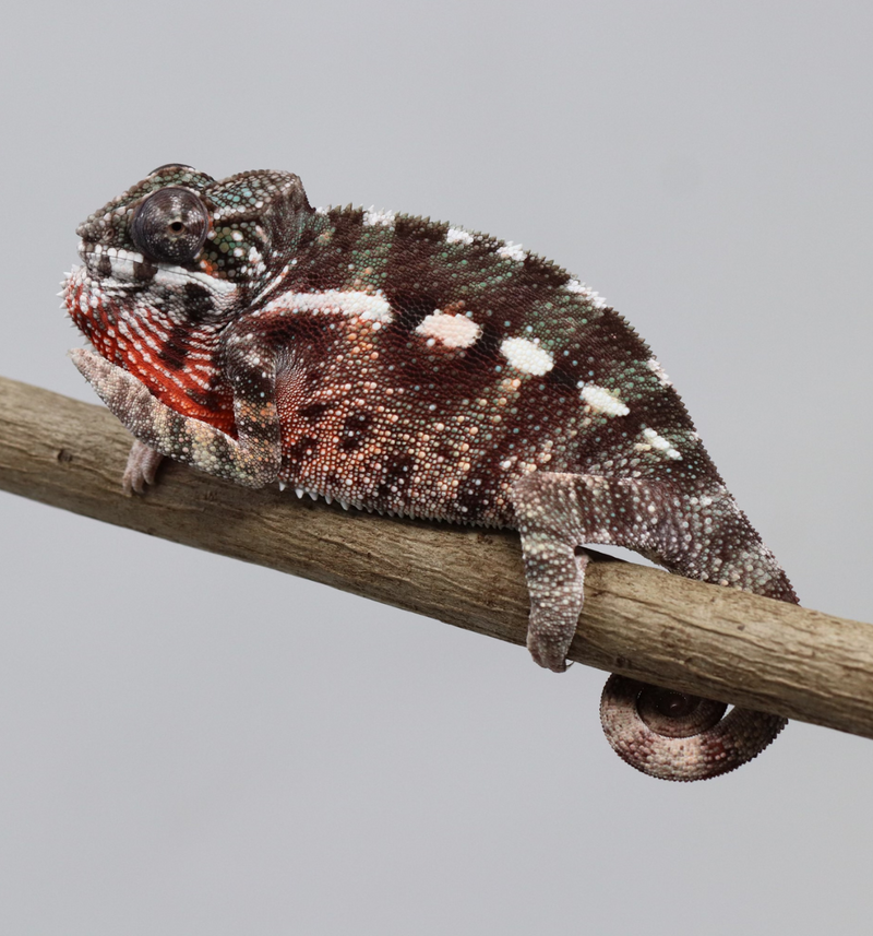 Male Maroantsetra Panther Chameleon for Sale - Roberson Reptiles