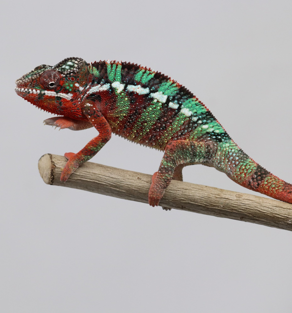 Male Ambilobe Panther Chameleon for Sale - Moby X Nixon - Roberson Reptiles