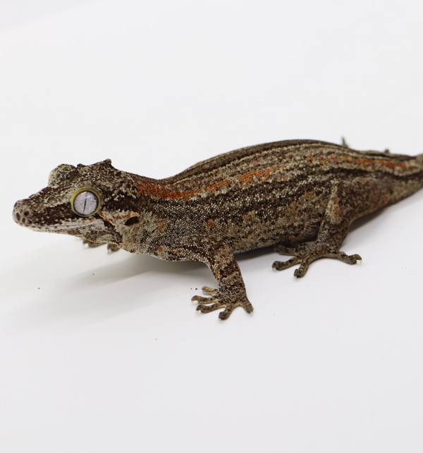 Gargoyle Gecko - GF22-1 - Roberson Reptiles