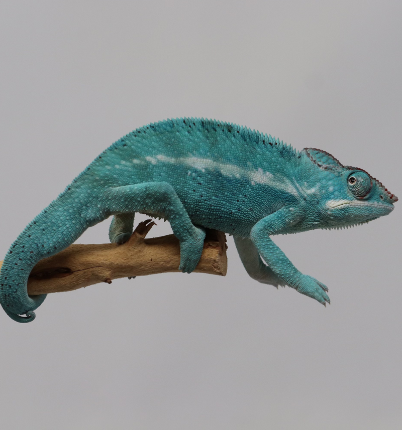 Male Nosy Be Panther Chameleon for Sale - Roberson Reptiles