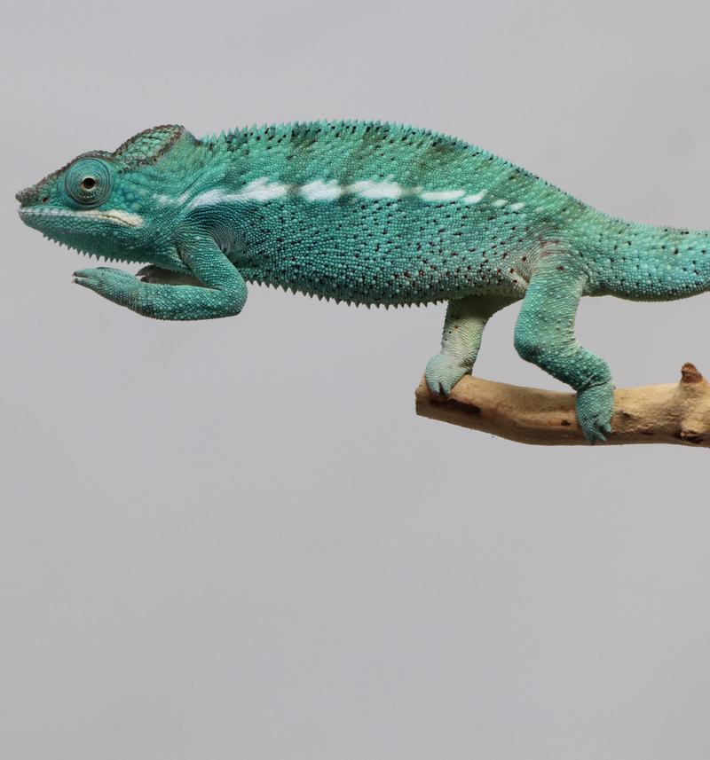 Male Nosy Be Panther Chameleon for Sale - Roberson Reptiles