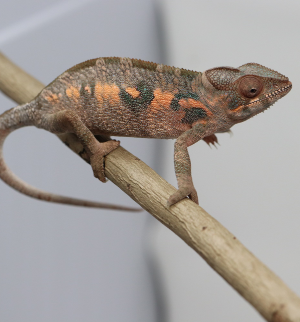 Female Ambilobe Panther Chameleon for Sale - Snoop X Optimus - Roberson Reptiles
