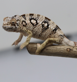 Female Ambilobe Panther Chameleon for Sale - Snoop X Optimus - Roberson Reptiles