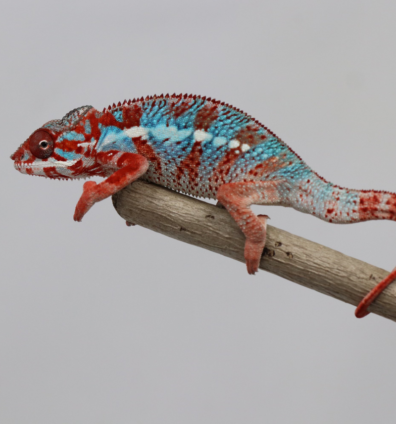 Male Ambilobe Panther Chameleon for Sale - Snoop X Optimus - Roberson Reptiles