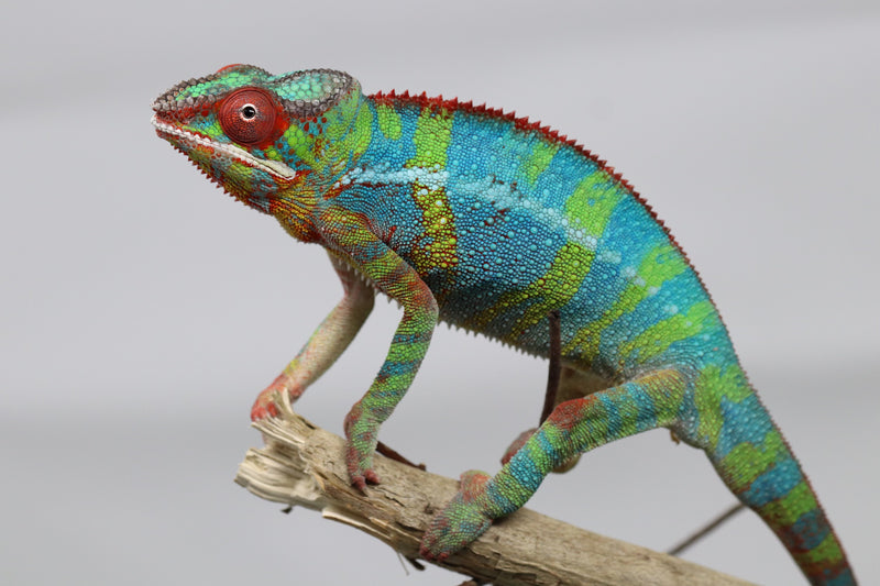 Ambilobe Panther Chameleon - Cameron x Selena