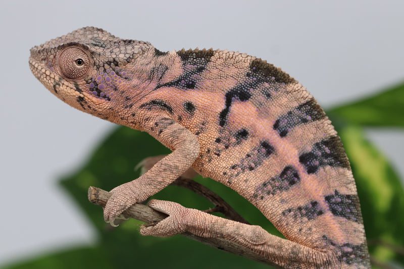 Female Ambilobe Panther Chameleon for Sale - Snoop x Gaga