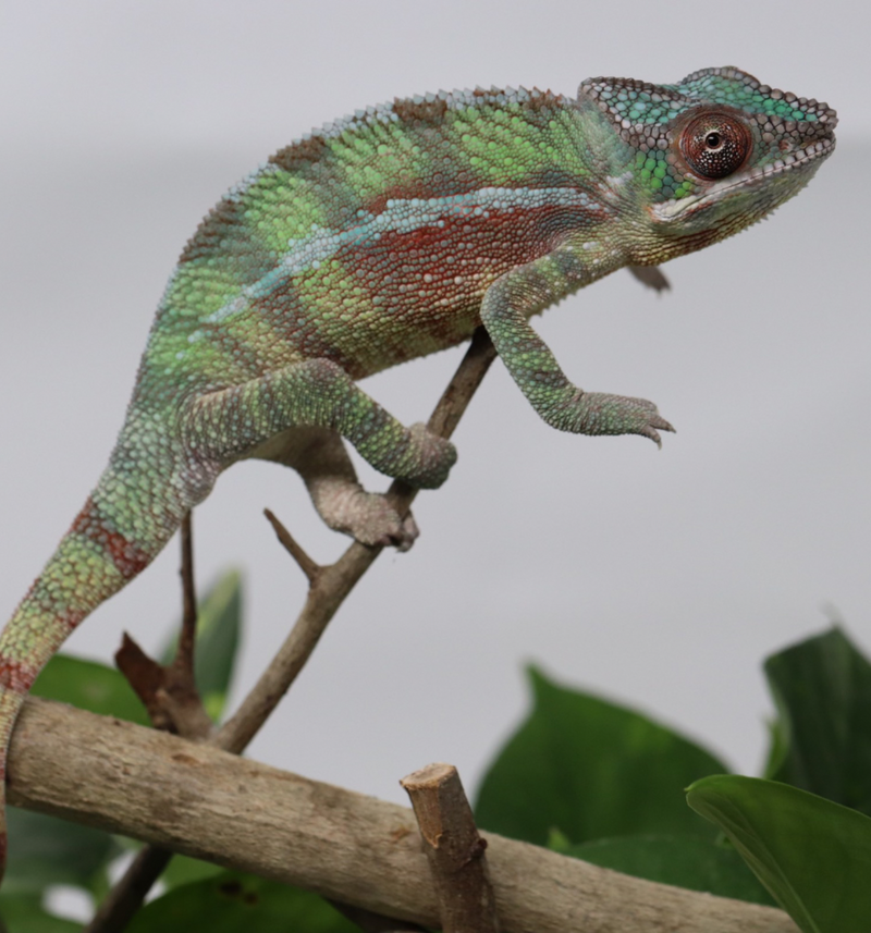 Male Sambava Panther Chameleon for sale