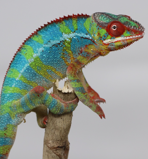 Ambilobe Panther Chameleon - Cameron x Selena