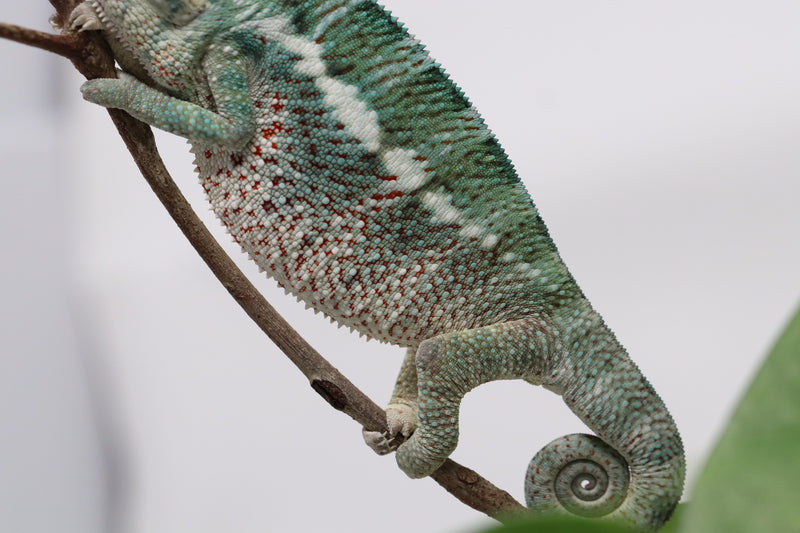 Male Nosy Faly Panther Chameleon