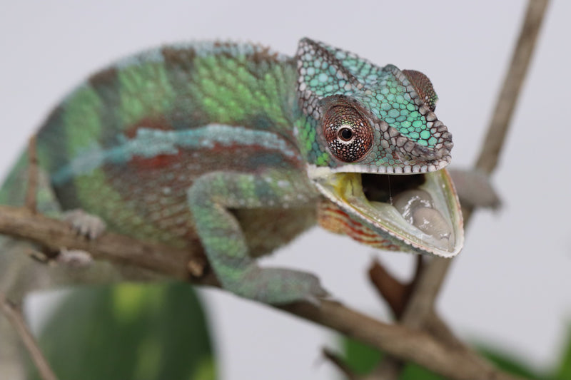 Male Sambava Panther Chameleon for sale
