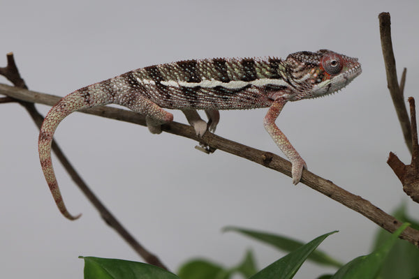 Male Ambilobe Panther Chameleon for Sale