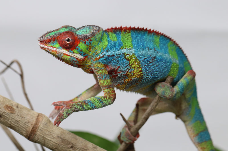 Ambilobe Panther Chameleon - Cameron x Selena