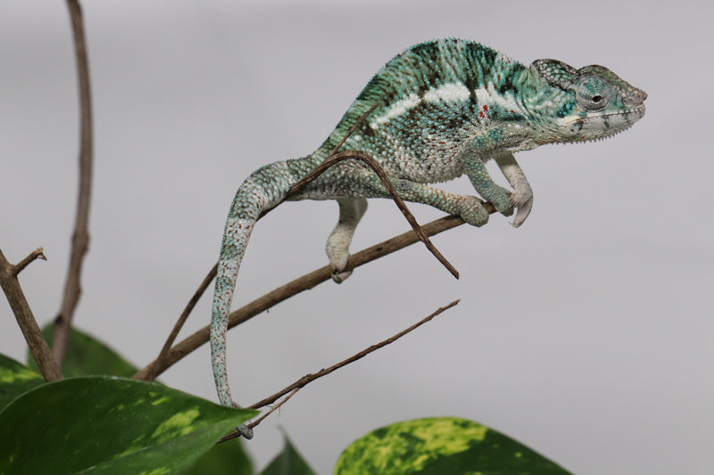 Male Nosy Faly Panther Chameleon