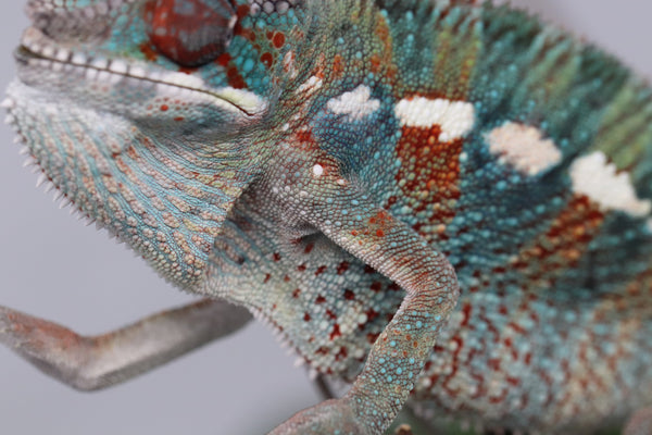 Male Ambilobe Panther Chameleon for Sale