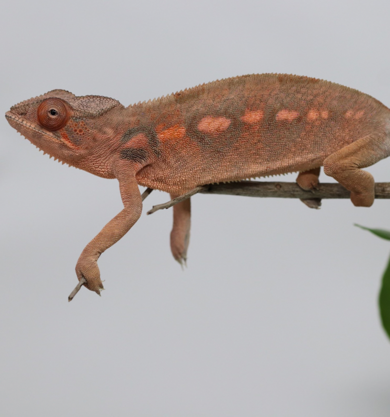 Female Ambilobe Panther Chameleon for Sale - David X RBBB