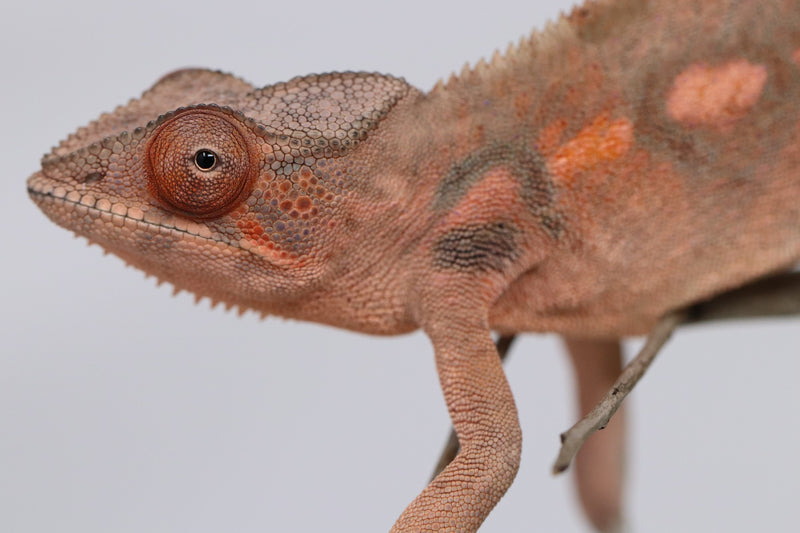 Female Ambilobe Panther Chameleon for Sale - David X RBBB
