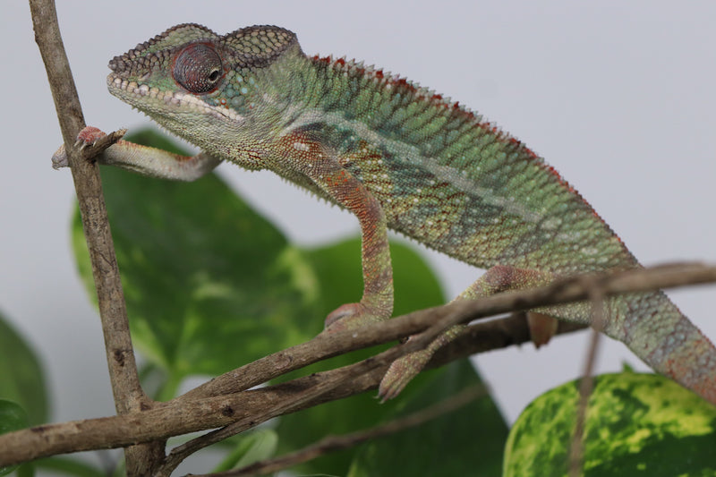 Male Ambilobe Panther Chameleon for Sale