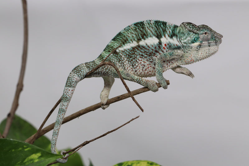 Male Nosy Faly Panther Chameleon