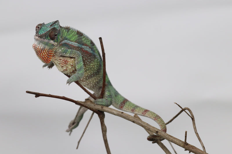 Male Sambava Panther Chameleon for sale