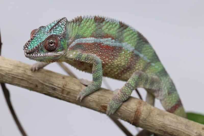 Male Sambava Panther Chameleon for sale