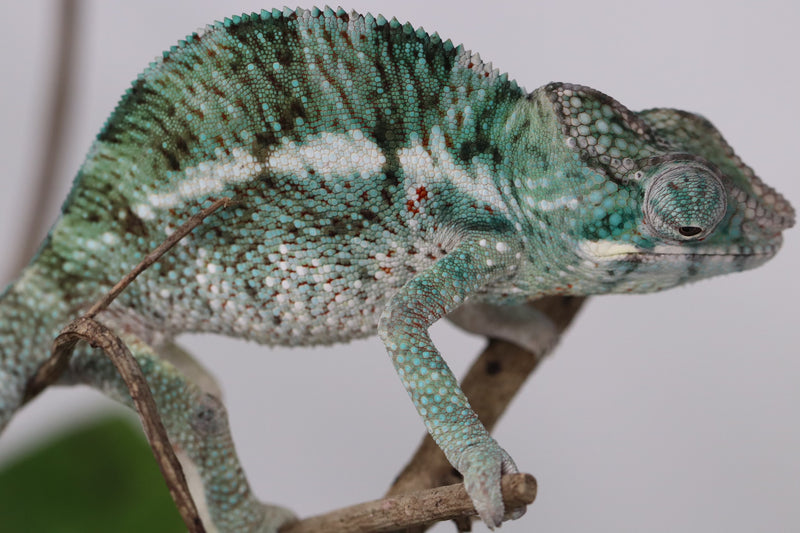 Male Nosy Faly Panther Chameleon