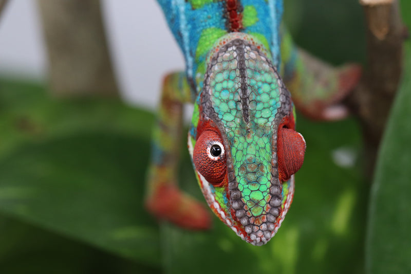 Ambilobe Panther Chameleon - Cameron x Selena