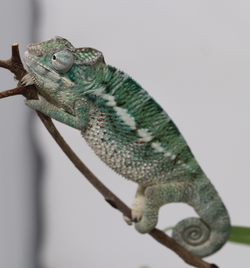 Male Nosy Faly Panther Chameleon