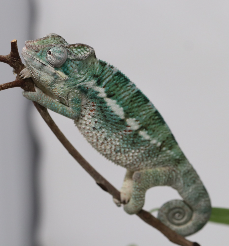 Male Nosy Faly Panther Chameleon