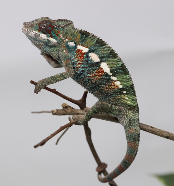 Male Ambilobe Panther Chameleon for Sale