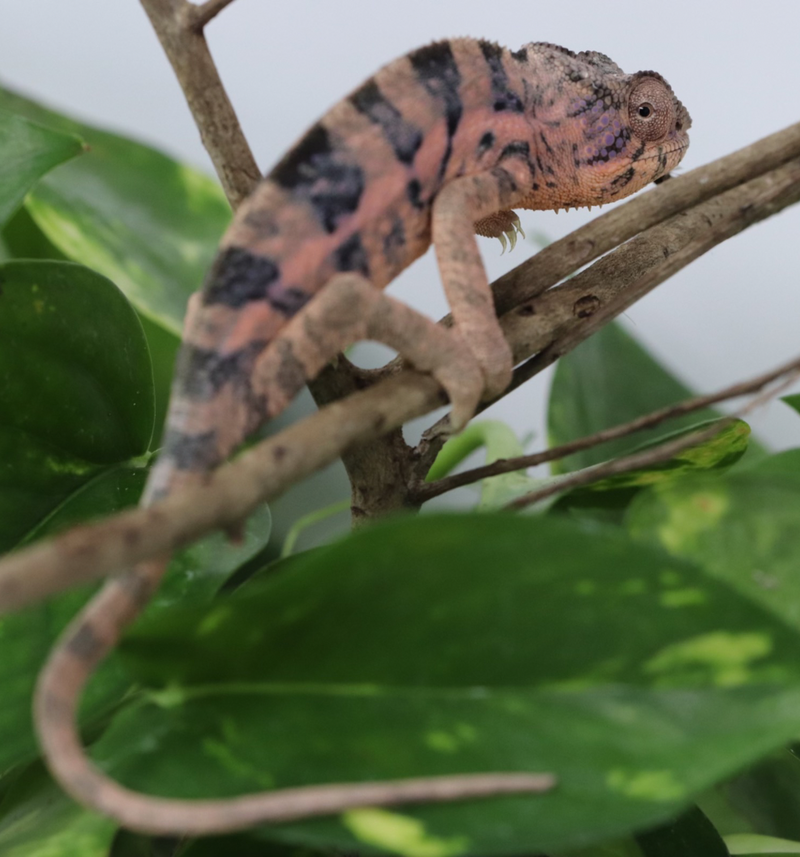 Female Ambilobe Panther Chameleon for Sale - Snoop x Gaga
