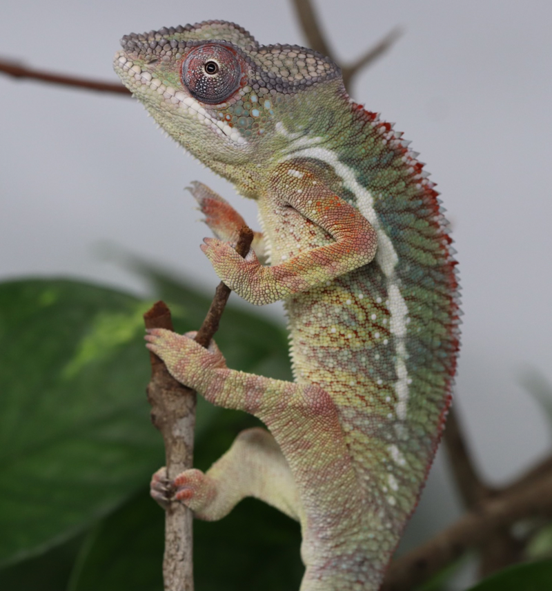Male Ambilobe Panther Chameleon for Sale