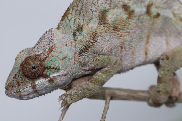 Female Sambava Panther Chameleon for sale