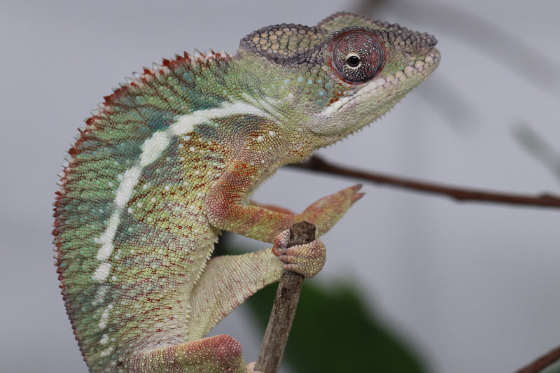 Male Ambilobe Panther Chameleon for Sale