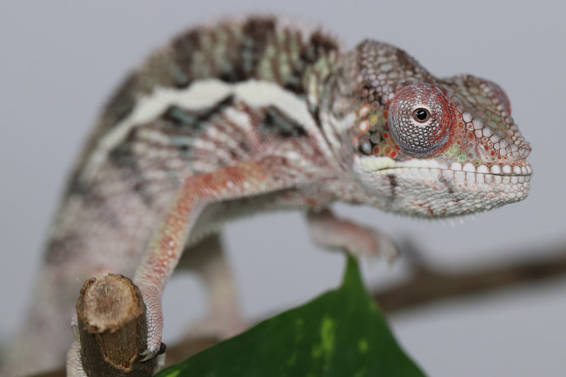 Male Ambilobe Panther Chameleon for Sale