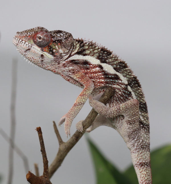 Male Ambilobe Panther Chameleon for Sale