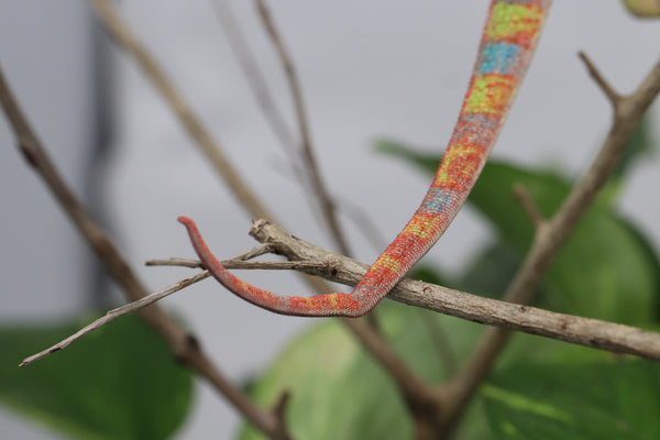 Ambilobe Panther Chameleon - Cameron x Selena