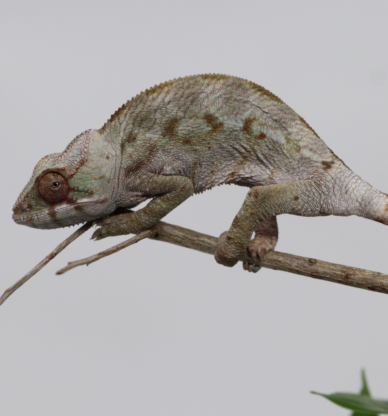 Female Sambava Panther Chameleon for sale