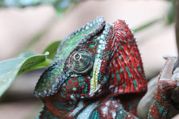 Snoop Dogg - Ambilobe Panther Chameleon - Roberson Reptiles
