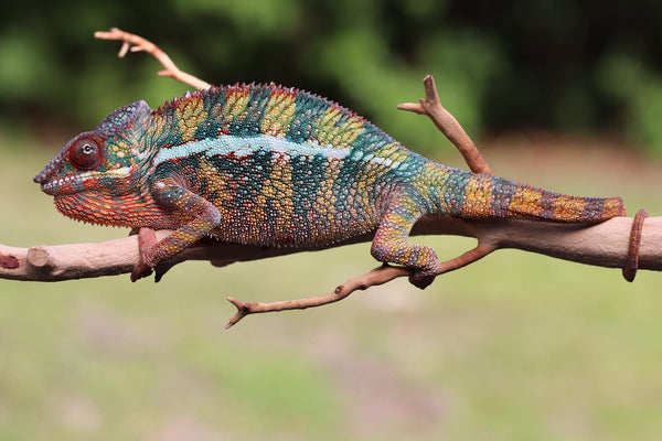 Ambilobe Panther Chameleon | Roberson Reptiles