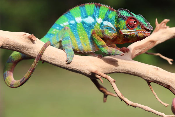 Ambilobe Panther Chameleon Breeder | Roberson Reptiles