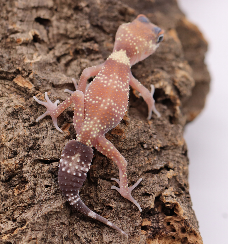 Underwood Milii (Barking Gecko) #BG6 - Roberson Reptiles