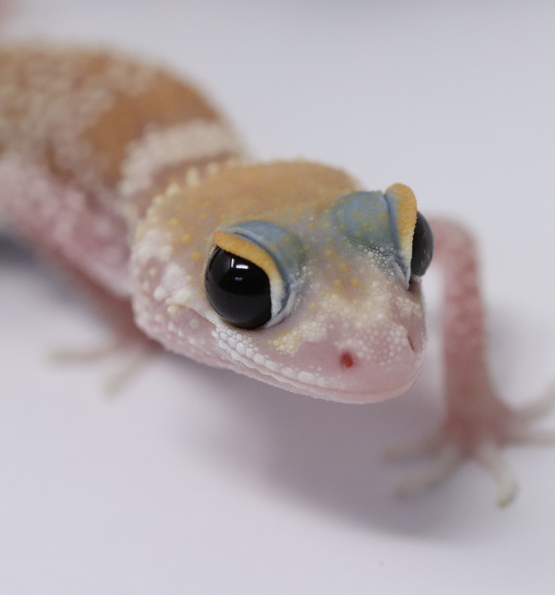 Underwood Milii (Barking Gecko) #BG7 - Roberson Reptiles