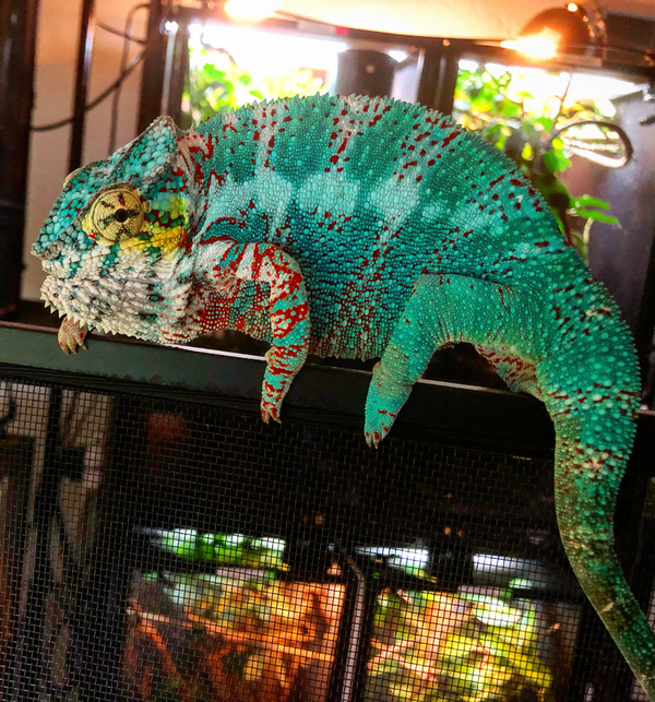 Nosy Faly Panther Chameleon